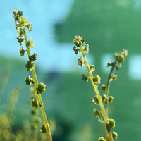 Mitella (Brewerimitella) breweri